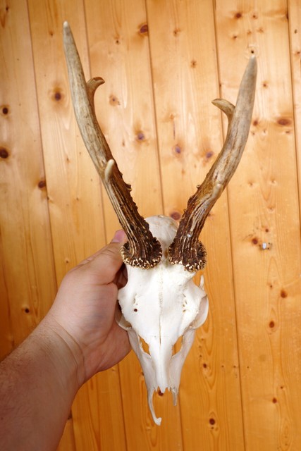 Schönes 6 ender Rehgehörn Roe Deer Trophy 234 g JV7334 Schönes 6 ender Rehgehörn Roe Deer Trophy 234 g JV7334
