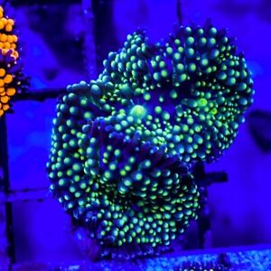 reef rainbow recordia mushroom reef rainbow recordia mushroom