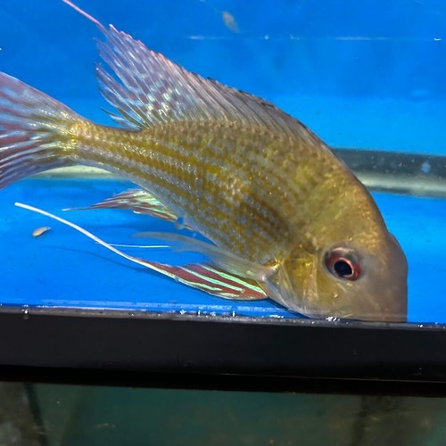 Geophagus surinamensis - Picture 8 of 14