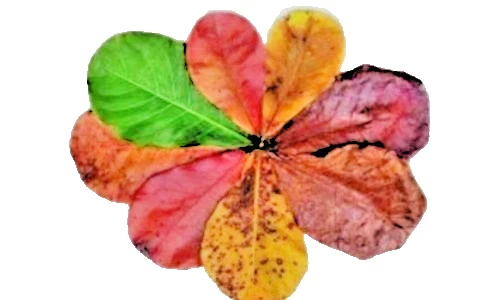 Catappa Indian Almond Leaves for Aquarium Fish Shrimp Betta Discus Natural Water - Image 2 of 4