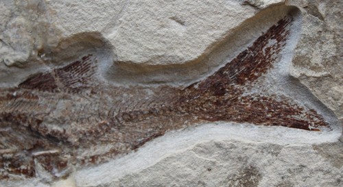 Davichthys 33 - Good Quality Color & Preservation - Cretaceous Fossils Lebanon - Picture 5 of 5