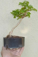 Cape Honeysuckle Tecoma Pre Bonsai Dwarf Shohin Nice Trunk Nebari Orange Flowers