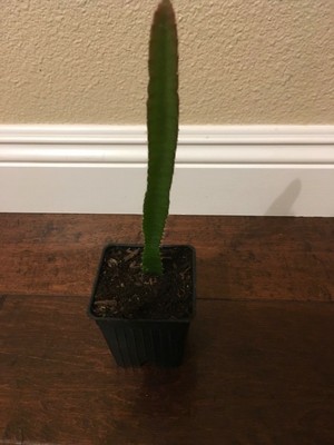 4 Deep Red Dragon Fruit Edgars Baby Four Plants Includes