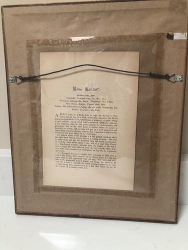 19th c American Gilt Framed Beautifully Colored Bird Prints from Book, A Set (2) - Picture 11 of 11