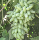 100++ Table Grape Seedss (Vitis vinifera) var. Waterfall Finger