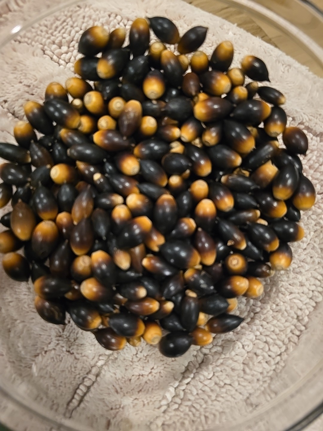 12 OZ - TEXAS LIVE OAK ACORNS - FRESH HARVEST-  NOVEMBER 2025 - FLOAT TESTED