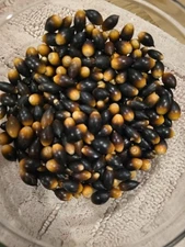 12 OZ - TEXAS LIVE OAK ACORNS - FRESH HARVEST-  NOVEMBER 2025 - FLOAT TESTED