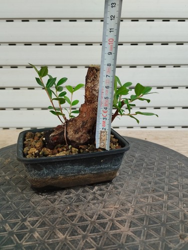 Bonsai Myrtus Communis Mirto Myrto Myrtle SHARI Natur - Imagen 2 de 4