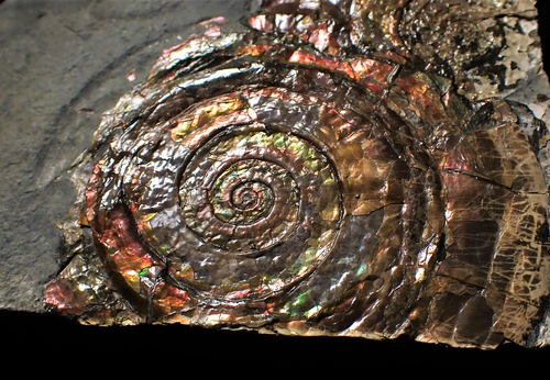 Split pair of large iridescent Psiloceras ammonite fossil display pieces mineral - Picture 10 of 12