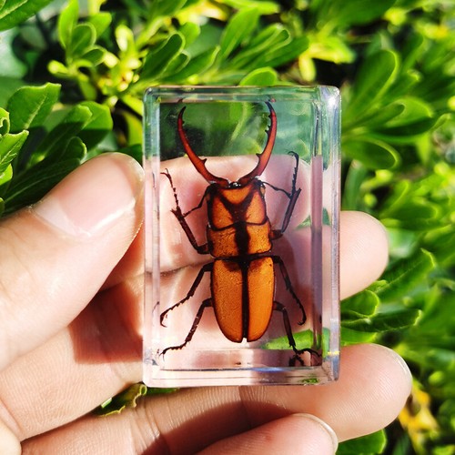 12 Pcs Insect in Resin Specimen Bugs Collection Paperweights Arachnid Resin lot - Picture 7 of 8