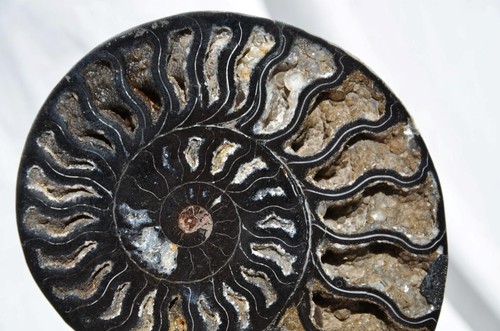 Large Black Ammonite Pair Great Crystals 110myo FOSSIL XXL 143mm 5.6" 9313ee - Picture 2 of 9