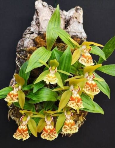 Coelogyne schilleriana Species