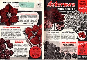 Ackerman Nurseries Bridgman Michigan Vintage 1963 Catalog Trees Image Is Loading Ackerman Nurseries Bridgman Michigan Vintage 1963 Catalog Trees