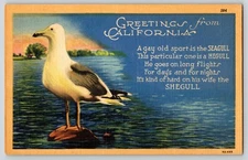 Postcard Greetings from California - Seagull Poem