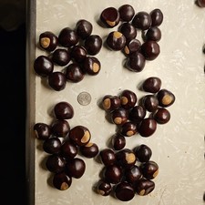 Lot 50 Buckeye Nuts 2025 Large Quarter Size  Larger Buckeyes