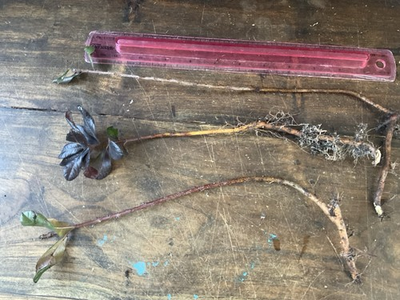 #ad 3 Bare Root 3” 5” Northern Bayberry Myrica pensylvanica $20.00