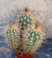 Pilosocereus fulvilanatus Blue Triple Column Cactus 69