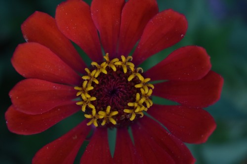 30+ ZINNIA SEEDS FLOWER, HEIRLOOM+NON-GMO+FREE SHIPPING +Helps Nonprofit - Picture 6 of 9