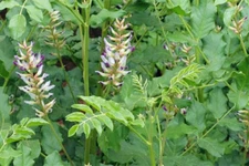 Licorice Seeds - Glycyrrhiza glabra - Root Herb Perennial Flower - 50-500 Seeds 