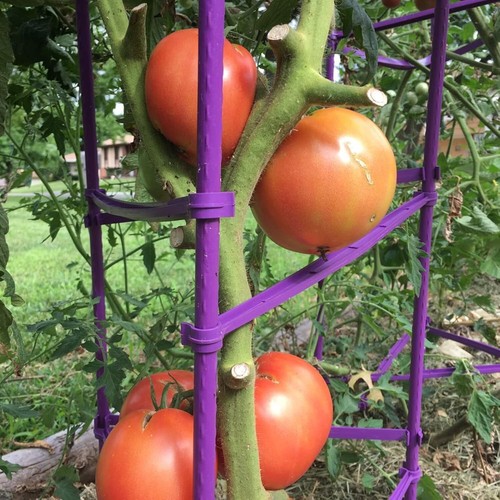 Triangular Tomato Cage Set - 73” Adjustable Garden Stakes for Plant Support - Picture 10 of 11
