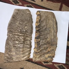 MERINO RAM HORN KNIFE HANDLE MATERIAL LG BLANK SCALES 5” x 2 1/4”x 1/4” (M0108A)