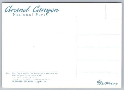 Postcard Arizona Grand Canyon Mule Rides to the Canyon Floor 22B - Picture 2 of 2