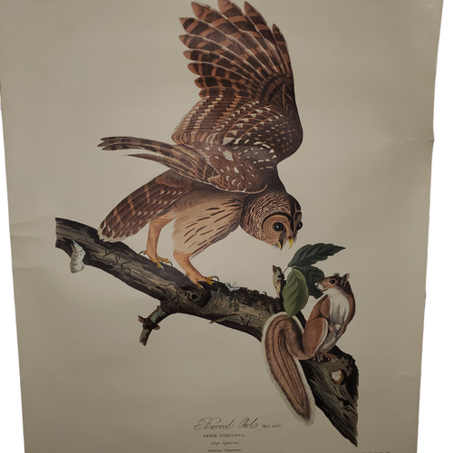 Poster stampa incisione reciproca nord-occidentale anni 50 gufo sbarrato 16x29 R. Havell - Foto 2 di 10
