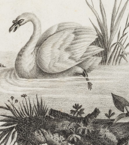 Tierdarstellung mit Schwan und Enten im Teich, Bleistift Unbekannt (19.Jhd) - Bild 5 von 5
