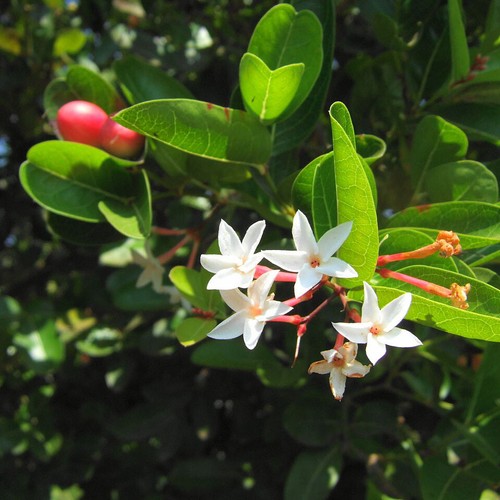 Carissa carandas, Carandas Plum, Karonda - 5 to 20 - Picture 2 of 4