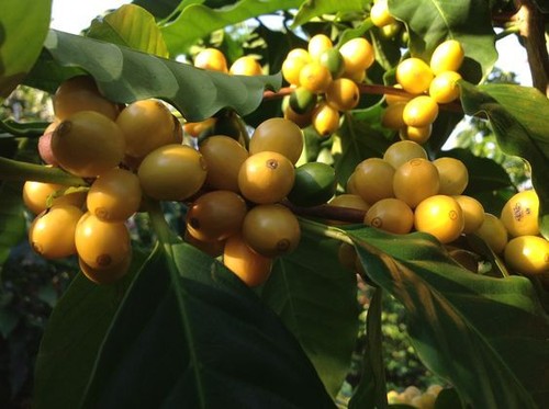 2000+ Yellow Caturra Coffee Seedss (Coffea sp.) Coffee Bean - Picture 4 of 9