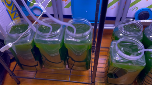 64oz Live Chlorella Green Water Culture - 1/2 Gallon for Daphnia Fry Shrimp Pond - Video 1 of 1