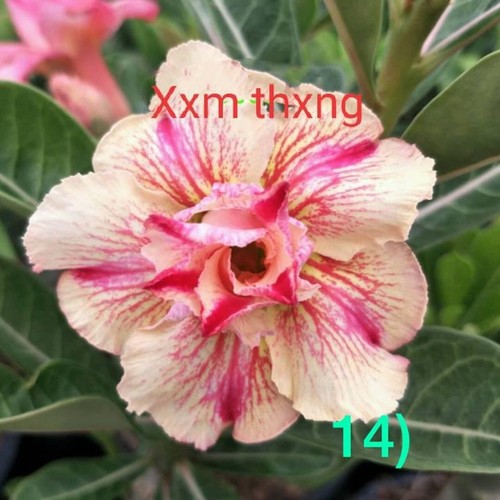 4 XX Thxng Desert Rose Seeds Adenium Obesum Flower Perennial Seed US SELL - Picture 17 of 24