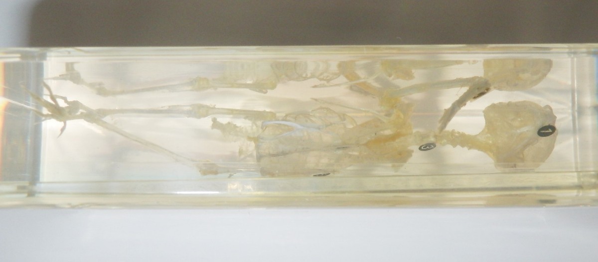 s-l1200.jpg