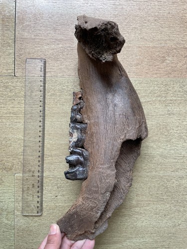 1900g Ice Age mammal jaw tooth specimen Pleistocene - Picture 15 of 24