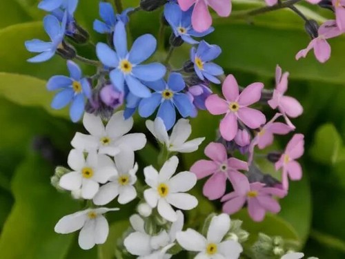FLOWER SEEDS Assorted Flower Seed Flower Varieties Mixed Seed Choose Your Garden - Picture 40 of 153