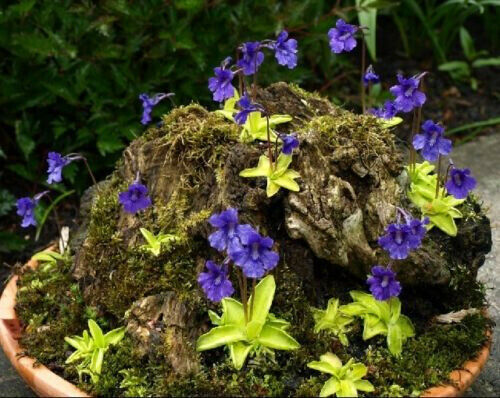 PINGUICULA GRANDIFLORA SAMEN – SAMEN FLEISCHFRESSENDER PFLANZEN, 10 Samen - Bild 1 von 3