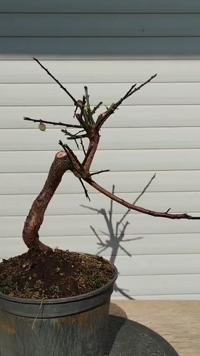 Bonsai di Prunus MUME Giapponese Albaricoque Albicocca Albicocca - Video 1 di 1