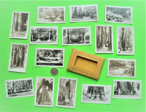 c 1930 MUIR WOODS Secuoyas Gigantes 16 MINI FOTOS REALES EN PAQUETE DE POSTALES Sin publicar - Imagen 12 de 12