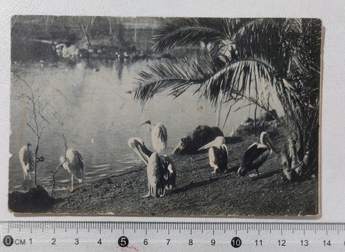I121235 AK - Rom - Zoologischer Garten; Pelikane - VG 1913 - Bild 1 von 2