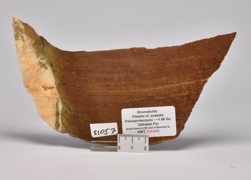 STROMATOLITE Platella cf. anasata, Paleoproterozoic, CANADA, S1057 - Imagen 1 de 4