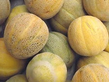 60 Heirloom Green Machine Melon Seeds - Aroma&Sweet Taste of Green Candy Apple