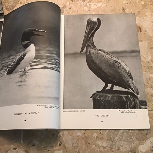 Vintage March 1936 AMERICAN FORESTS Monthly Magazine Pre War Era - Rare - Picture 6 of 9
