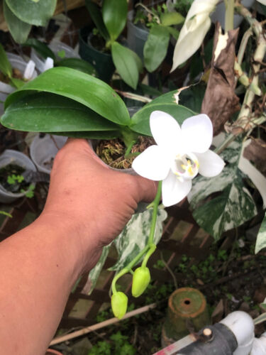 Original Orchid Phal Phalaenopsis species amabilis - Picture 2 of 2