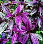 *Persian Shield*Strobilanthes Dyerianus Starter Plant*Usa Seller*