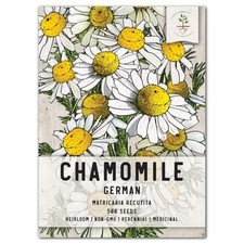 German Chamomile Herb Seeds For Planting Matricaria recutita 