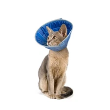 X Small Blue Soft E Collar Recovery Cone Adjustable Comfortable Durable Prote...
