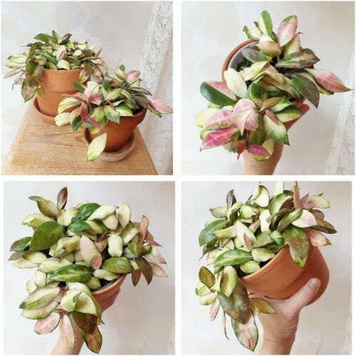 Classic Terracotta Mini Pots with Saucers - 12 Pack for Indoor & Outdoor Plants - Picture 4 of 10