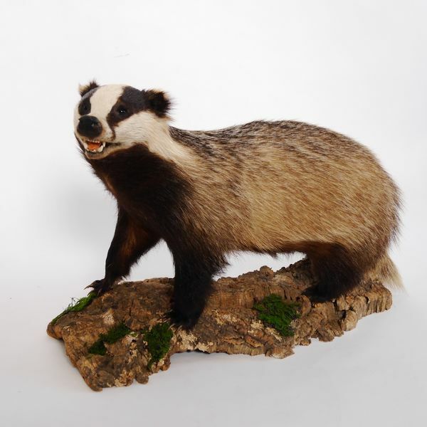 Tejón Preparación Animal Carnívoro Preparado Tierpräparat, Largo 75cm Decoración Tejón Preparación Animal Carnívoro Preparado Tierpräparat, Largo 75cm Decoración