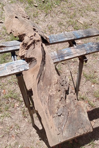 2300 Years Old! Carbon Dated Burl Old Growth Ancient Pecky Sinker Cypress Wood - Picture 5 of 21