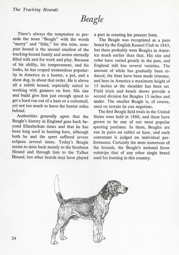 The Beagle - CUSTOM MATTED - Vintage Dog Art Print - "G"